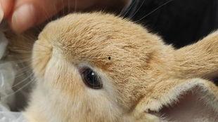 娱乐吃瓜小兔兔