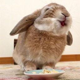 娱乐吃瓜小兔兔