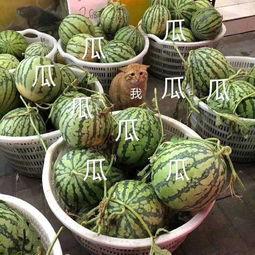 娱乐吃瓜菌火,揭秘娱乐圈幕后风云